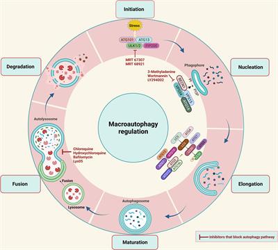 Autophagy: A Versatile Player in the Progression of Colorectal Cancer and Drug Resistance